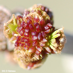 White Ash female flowers