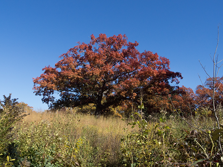 white oak in fall