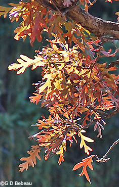 white oak fall leaves