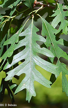 white oak leaf