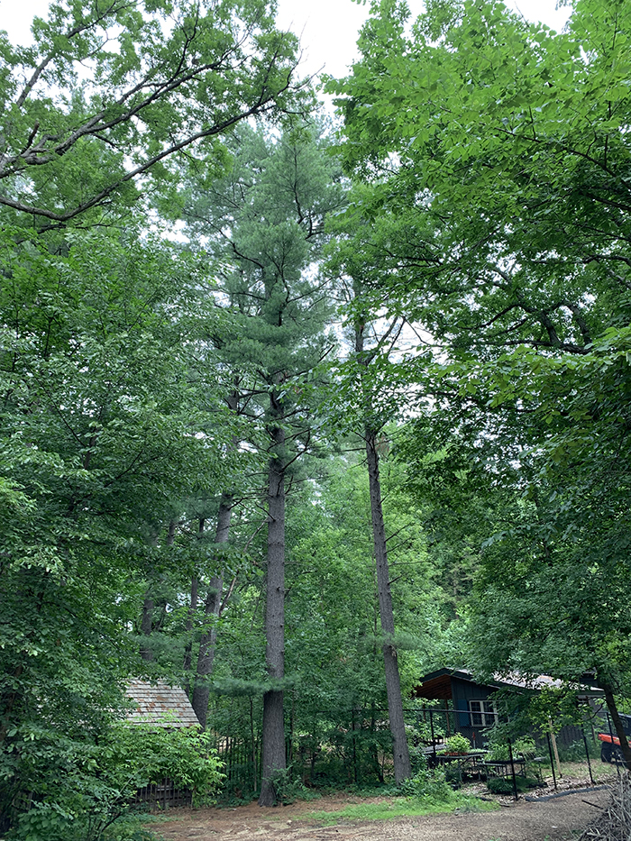 white pines at the Garden Gate