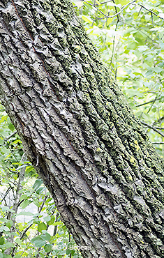 old bark