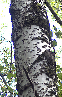 upper bark