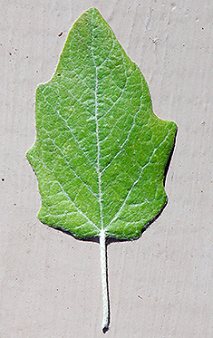 new early leaf