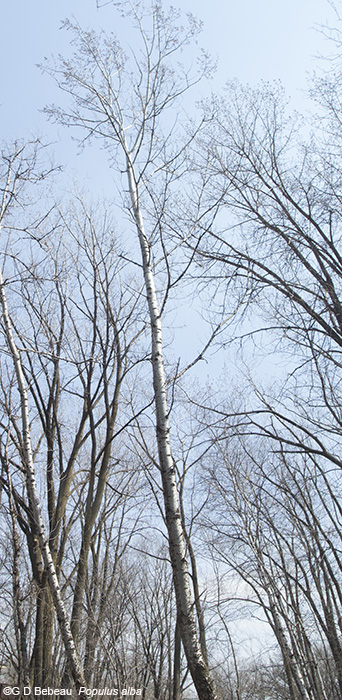 bare tree
