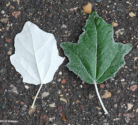 preformed leaves