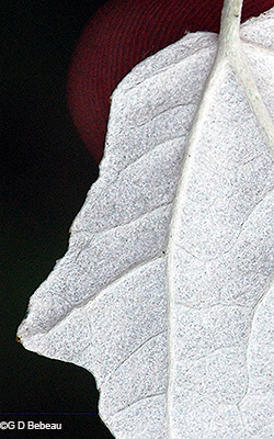 leaf underside