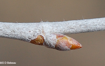 twig