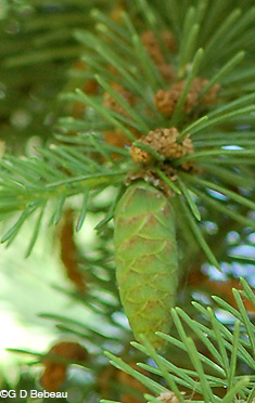 White Spruce Green cone