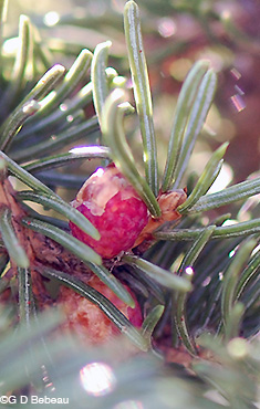 White Spruce Male flower