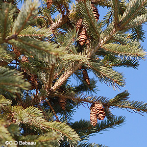 White Spruce mature cones