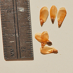 white spruce seeds