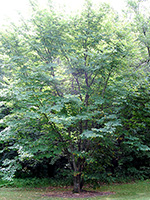 Yellowwood tree