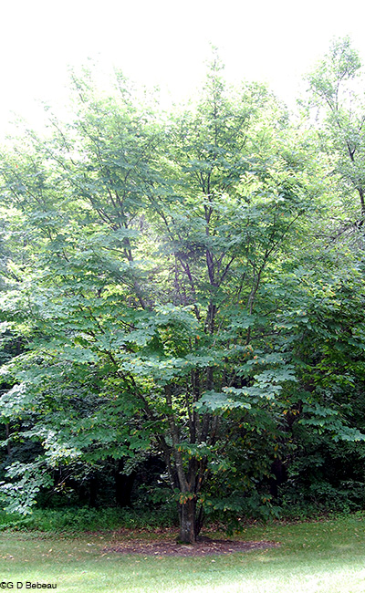 Yellowwood tree