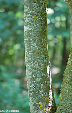 Yellowwood bark