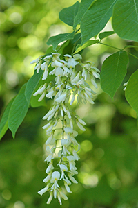 Yellowwood