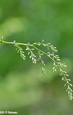 Flower panicle in bud