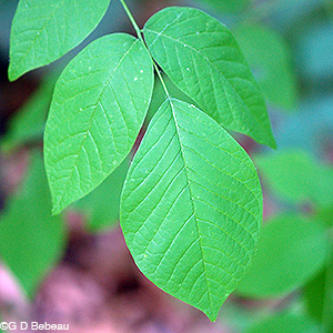 Yellowwood leaf