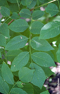 Yellowwood full leaf
