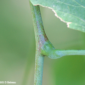 leaf node