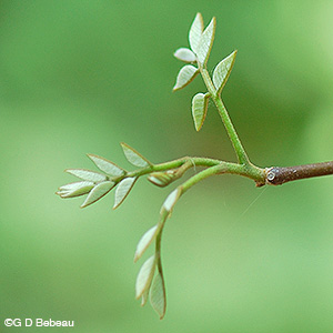 Yellowwood new leaf