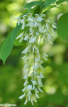 Flower panicle