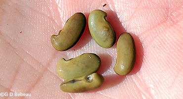 maturing seed