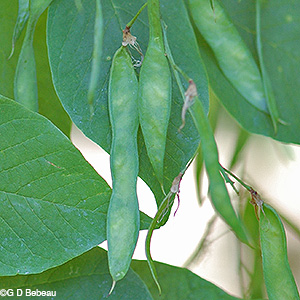 seed pod