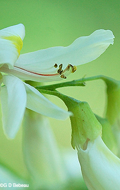 stamens
