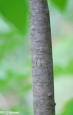 Yellowwood young stem