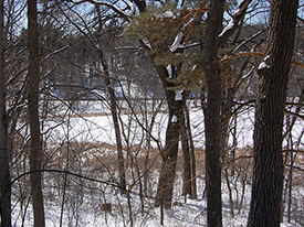 birch pond 2018 winter