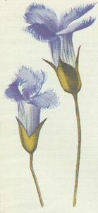 Fringed Gentian logo
