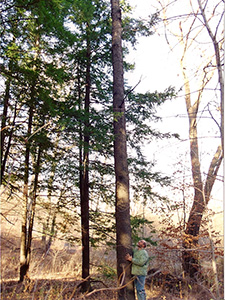 Heritage Black Cherry