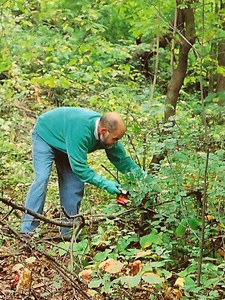 Cary cutting buckthorn