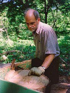 Cary with Oak cutting