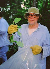 George Bridgman removing Garlic Mustard