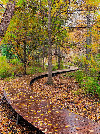 Garden Boardwalk