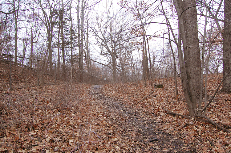 old fence line 11