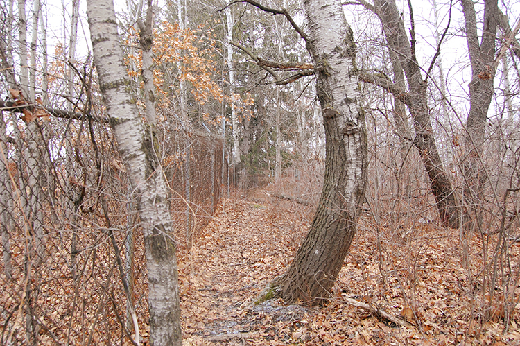 old fence line 5