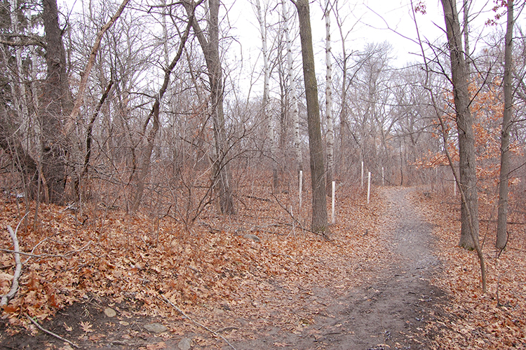 old fence line 4