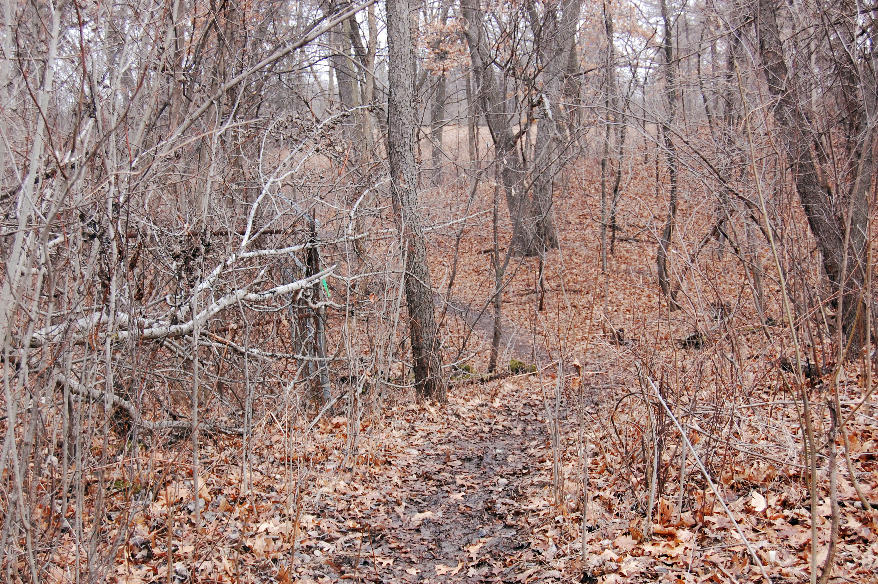 old fence line 7