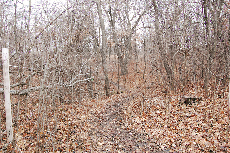 old fence line 6