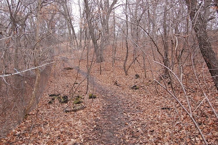 old fence line 8