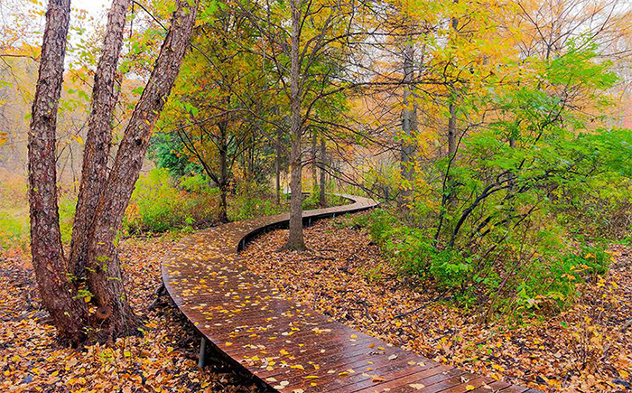 Boardwalk in fall