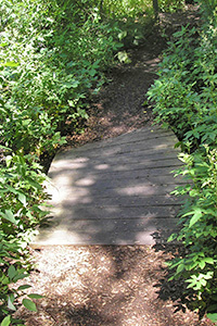 old bog bridge