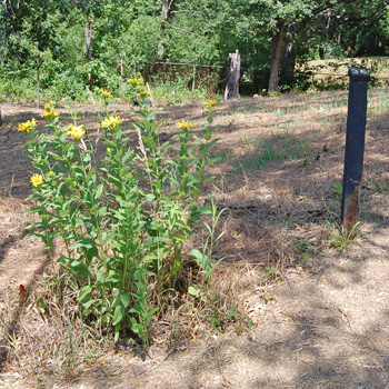 Rosinweed Clump 2008