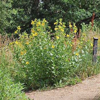 Rosinweed Clump 2009