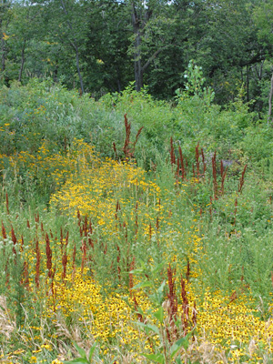 Restoration area 2009