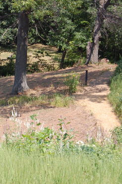 Restoration area before planting