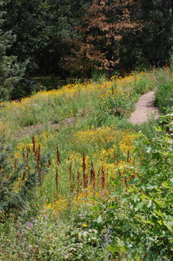 Restoration area after planting